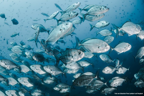 你知道紫外线能让养殖的鱼在水中感觉更舒适吗?