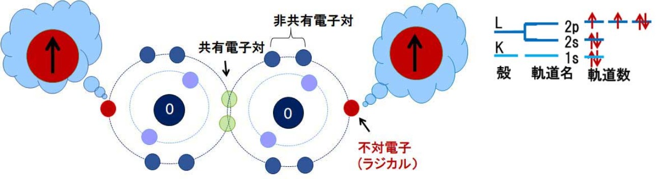 図2： 酸素分子の電子配置と酸素原子の電子軌道