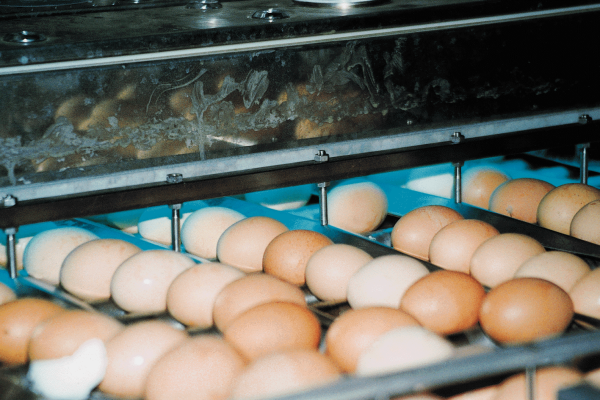 UVC disinfection of eggshells